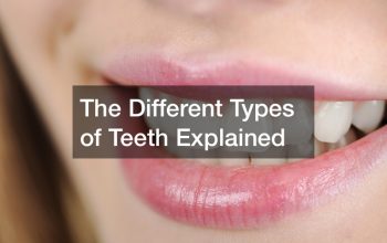 The Different Types of Teeth Explained