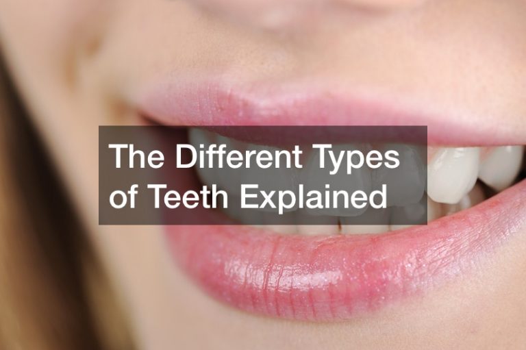 The Different Types of Teeth Explained